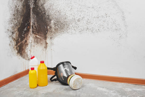 Best Home Mold Removal  in Chandler, AZ