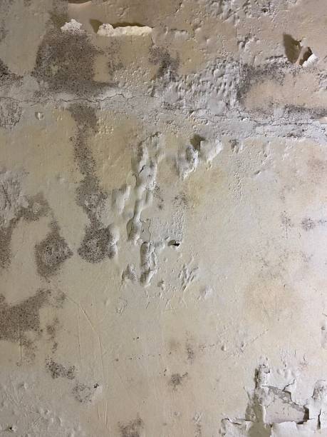Chandler, AZ Mold Removal Company