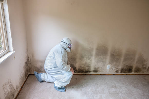 Crawl Space Mold Removal