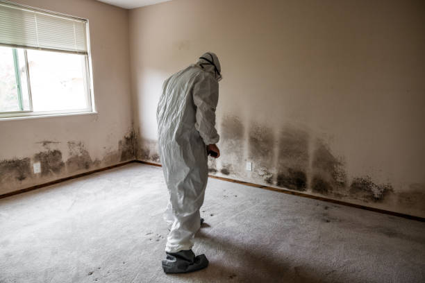 Best Professional Mold Removal  in Chandler, AZ