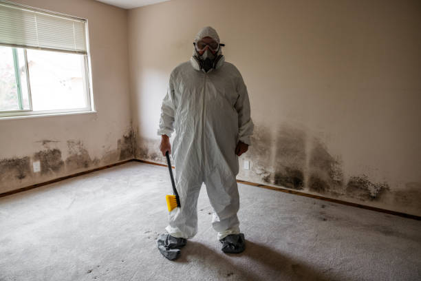 Best Same-Day Mold Removal  in Chandler, AZ